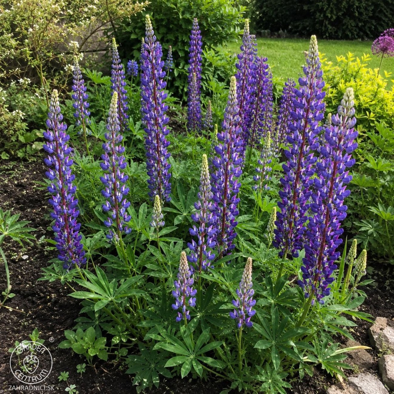 Obrázok Lupina mnoholistá (Lupinus polyphyllus) ´THE GOVERNOR´ - kont. P11